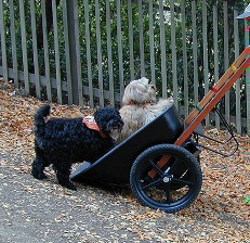 Electric Garden Cart